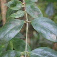 Euonymus walkeri Wight